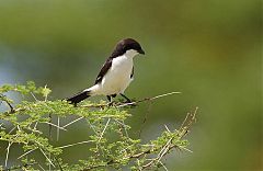 Long-tailed Fiscal